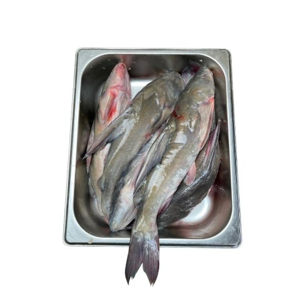 নদীর রিডা মাছ